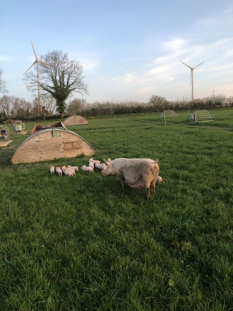 Cochon de lait