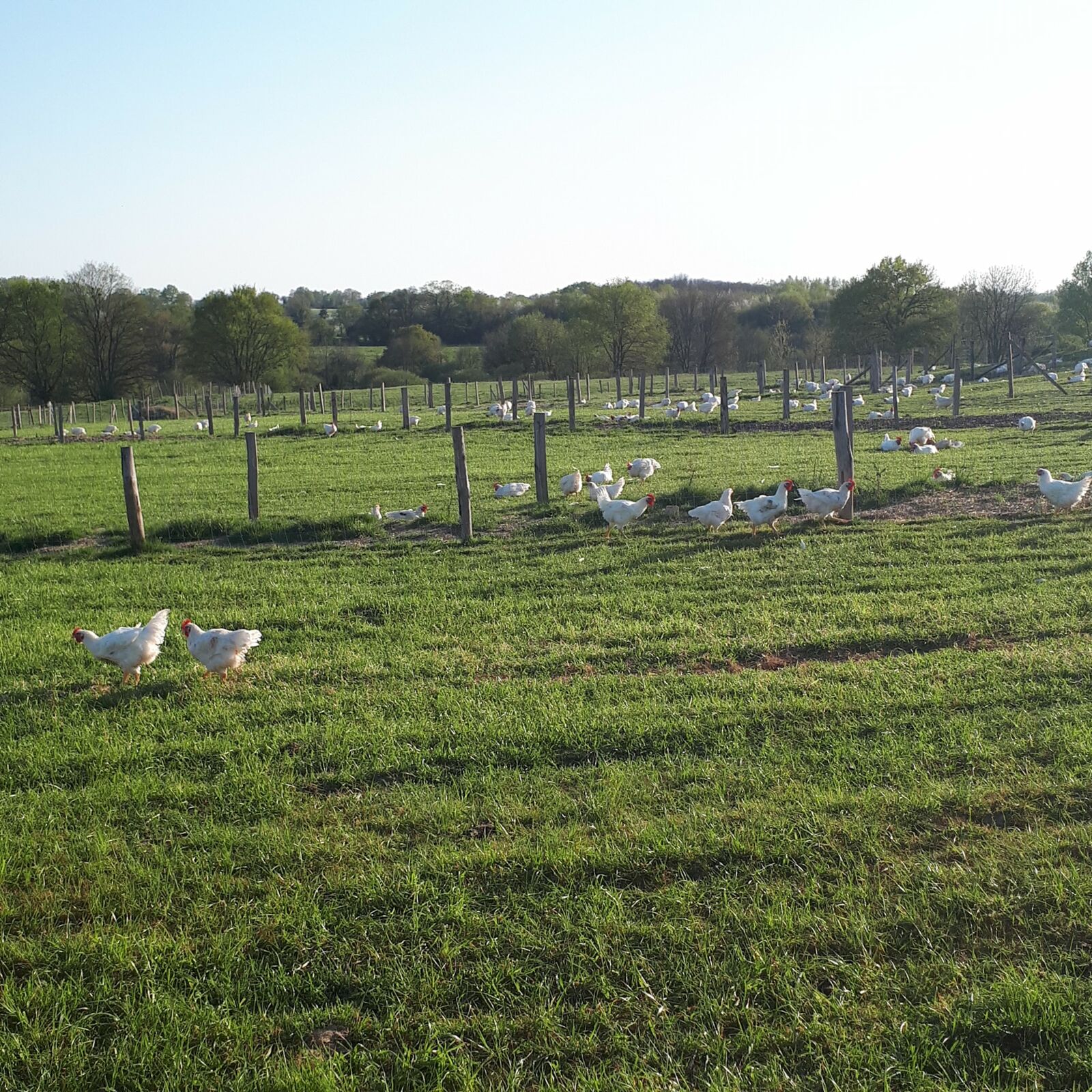 Poulet blanc - 1.9kg environ AVEC ABATS